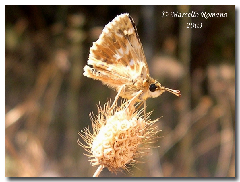 Belli e impossibili:  Hesperiidae Pyrginae